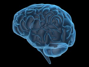 bigstock_Human_Brain_2739867
