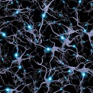 Neuroplasticity in the adult brain